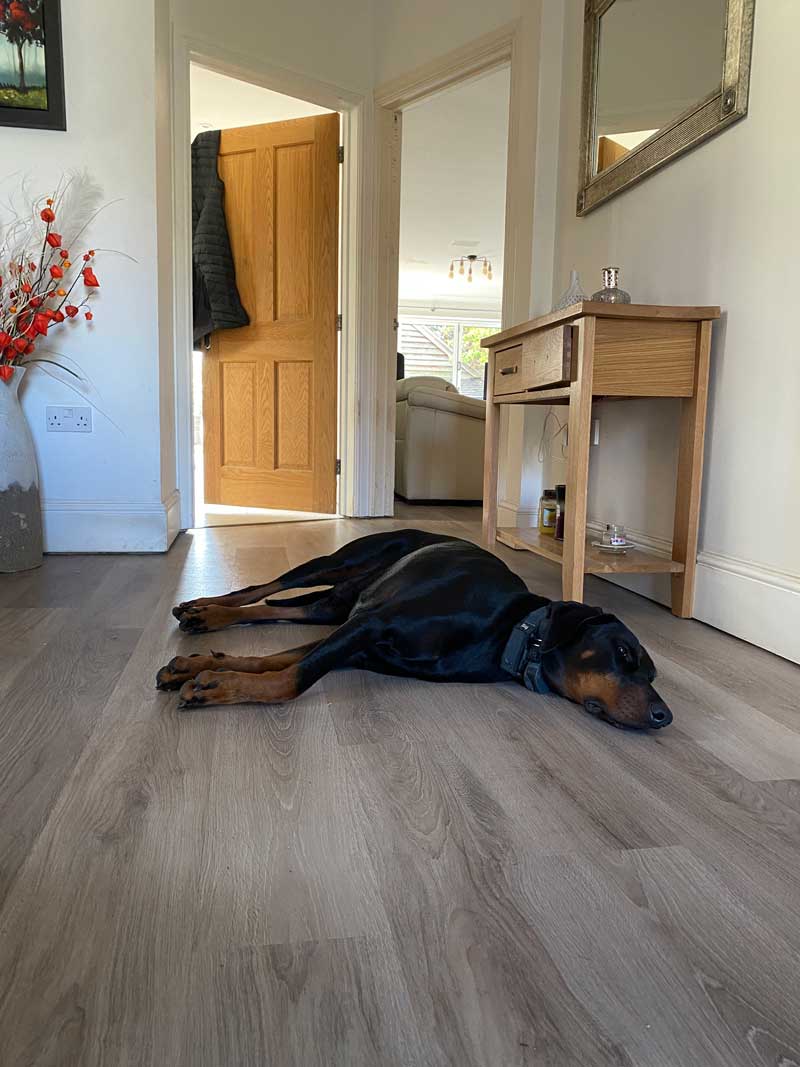Dog stretched out on a newly fitted oak-effect LVT floor